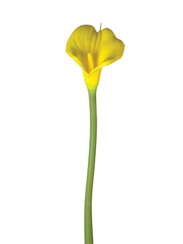 Picture of 31.5" CALLA LILY