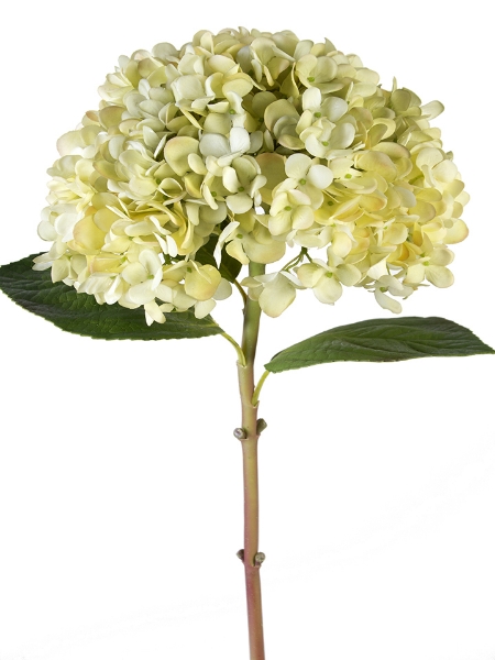 Picture of 28" COLOSSAL MOPHEAD HYDRANGEA