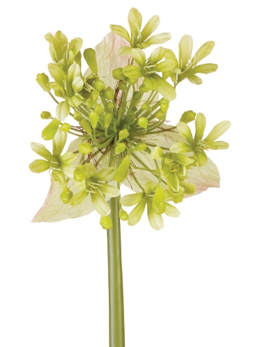 Picture of 27" AGAPANTHUS