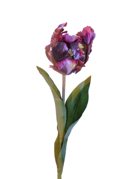 Picture of 27" PARROT TULIP STEM