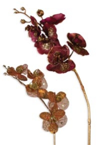 Picture for category Orchid