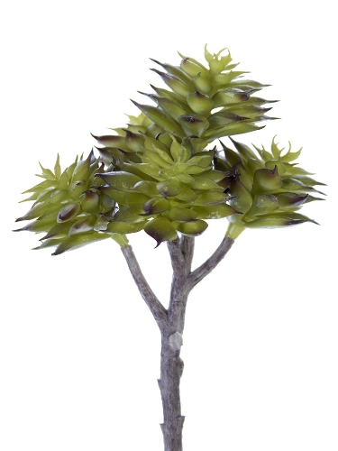 Picture of 7.5" ECHEVERIA CHINESIS PICK