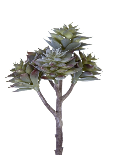 Picture of 7.5" ECHEVERIA CHINESIS PICK