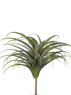 Picture of 17" AIR PLANT