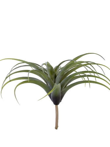 Picture of 11.5" AIR PLANT