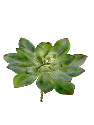 Picture of 11" AEONIUM PICK