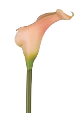 Picture of SM CALLA LILY SP.22"