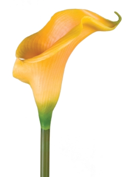 Picture of SM CALLA LILY SP.22"