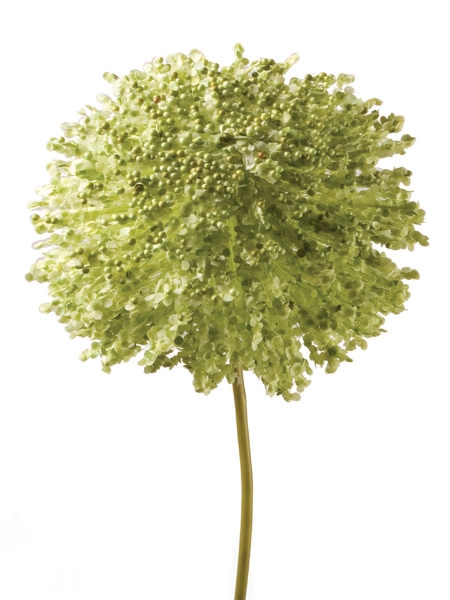 Picture of 44" Foxtail Lily Ball