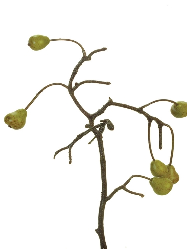 Picture of 29" MINI PEAR SPRAY