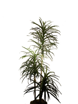 Picture of 54" YUCCA PLANT W/75 LVS