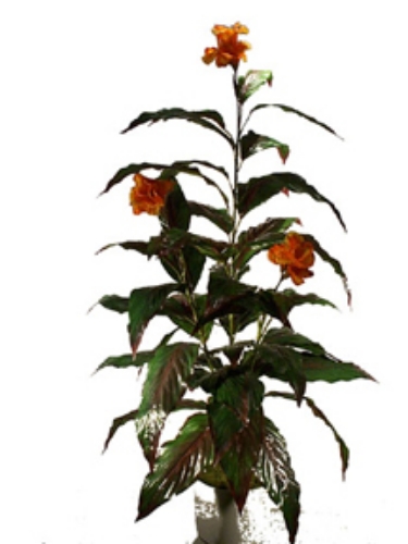 Picture of 4.5' CANA X 3 12 FL /47 LVS