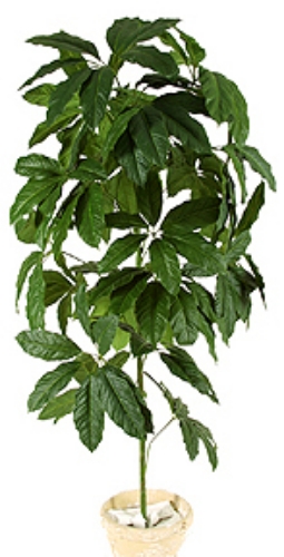 Picture of 66"SCHEFFLERA-GIANT X22 147