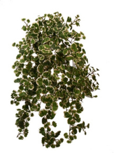 Picture of MINI RED BEGONIA VINE BUSH