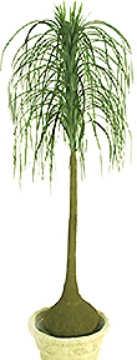 Picture of 4.5' NOLINA PLANT W/98 LVS