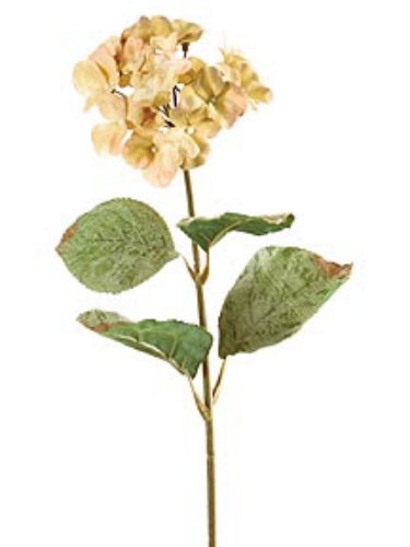 Picture of MED HYDRANGEA X 1 W/4 LVS