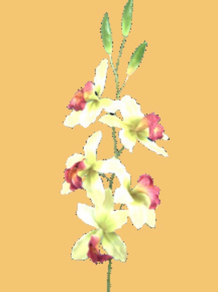 Picture of CYMBIDIUM
