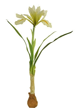 Picture of 12" MINI IRIS W/BALL 1F 4L