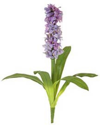 Picture of MINI HYACINTH