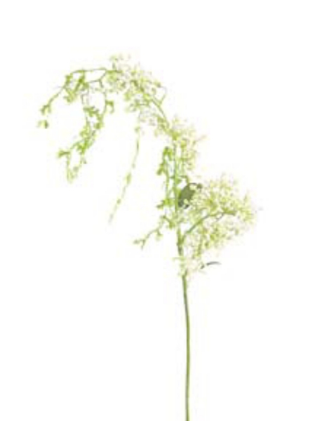 Picture of BERRY HANGING SPRAY 39"