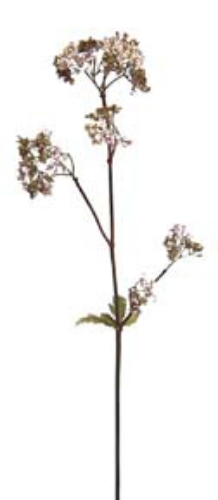 Picture of 39" QUEEN ANNE'S LACE - MI