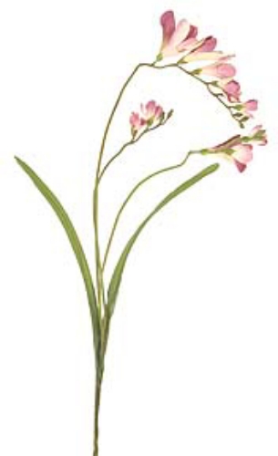 Picture of FREESIA SPRAY