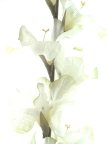 Picture of GLADIOLIA SPRAY