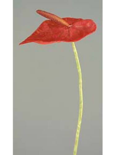 Picture of SM ANTHURIUM STEM