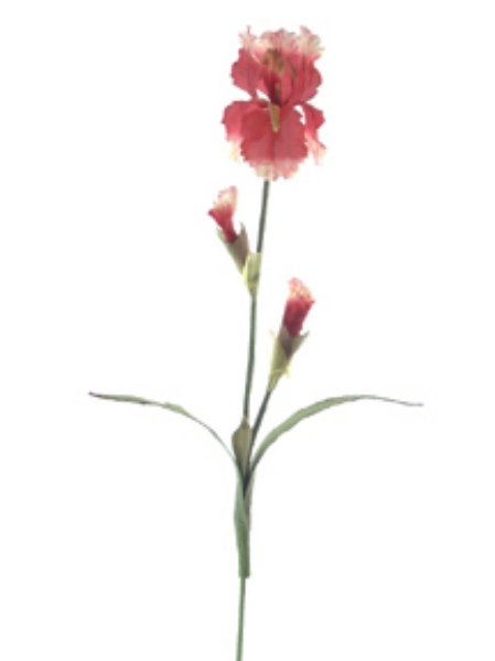 Picture of BEARDED IRIS X1 W/1F,2 BUDS