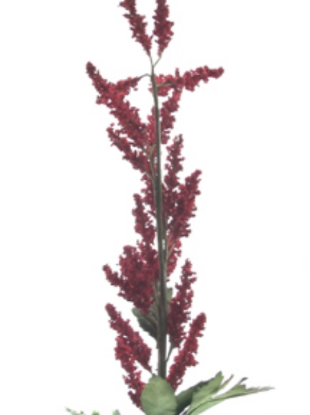 Picture of ASTILBE