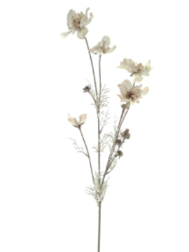 Picture of DRIED COSMOS X 5 W/5BUDS