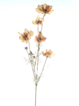 Picture of DRIED COSMOS X 5 W/5BUDS