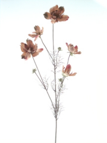 Picture of DRIED COSMOS X 5 W/5BUDS