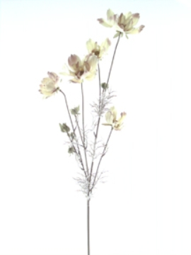 Picture of DRIED COSMOS X 5 W/5BUDS