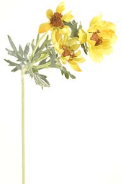 Picture of COSMOS SPRAY 3F