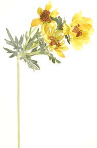 Picture of COSMOS SPRAY 3F