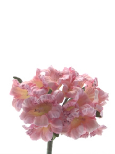 Picture of MORI RHODODENDRON
