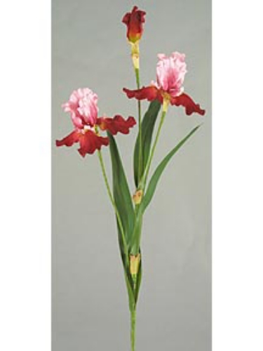 Picture of SM.BEARD IRIS X2, 1 BUD