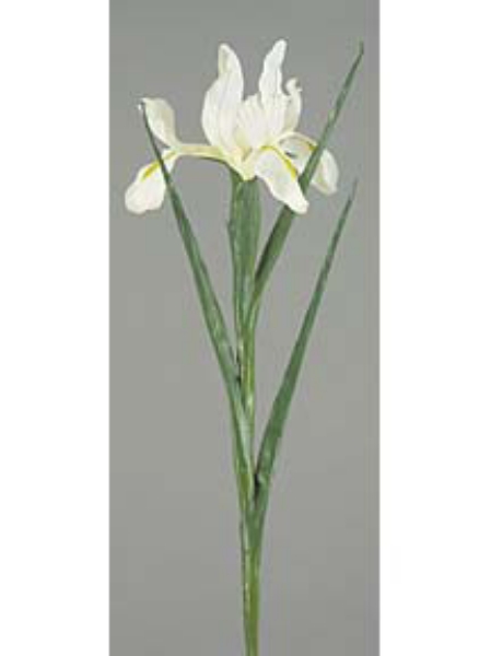 Picture of LG.DUTCH IRIS