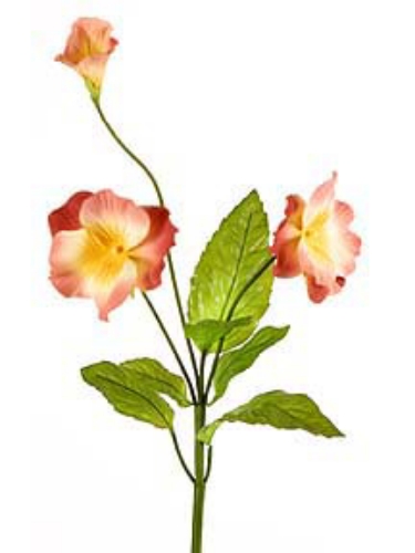 Picture of PANSY SM., 2F,1B,6LVS