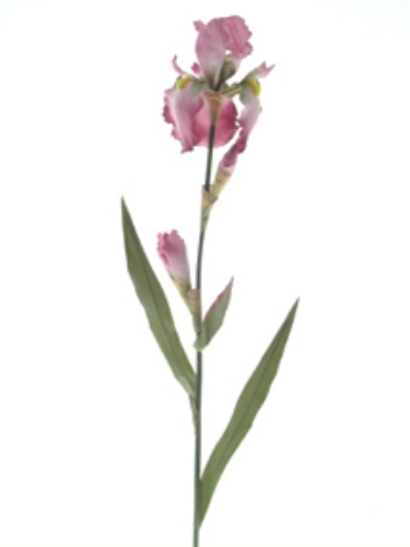 Picture of IRIS 1F,2B