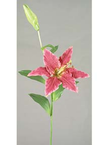 Picture of TIGERLILY X 1 /1 BUD