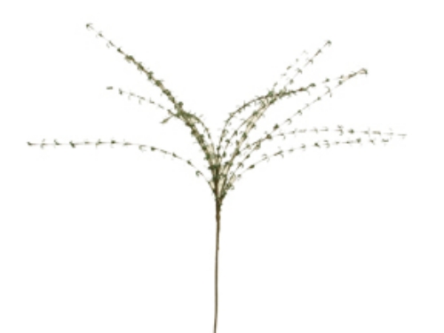 Picture of PEACOCK MOSS X 12