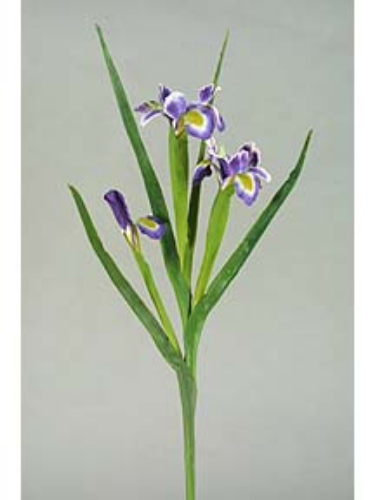 Picture of DUTCH IRIS X2 W/BUD, SM