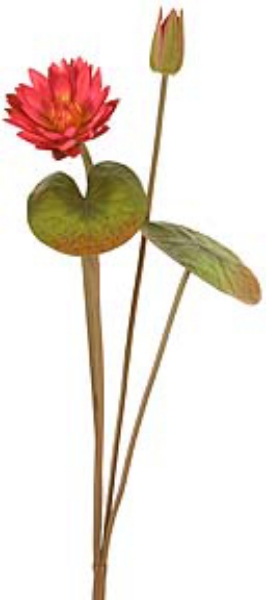 Picture of WATER LILY LG, 1F, 1B, 2LVS