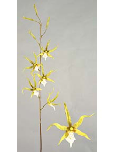 Picture of SPIDER ORCHID SPRAY 5F 4B