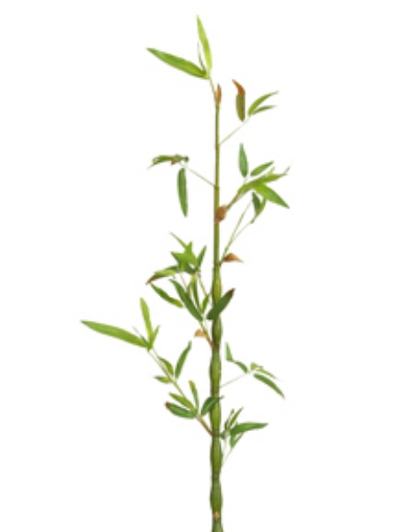 Picture of 34" HEDGE BAMBOO