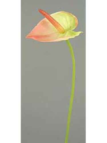 Picture of 25" MINI ANTHURIUM