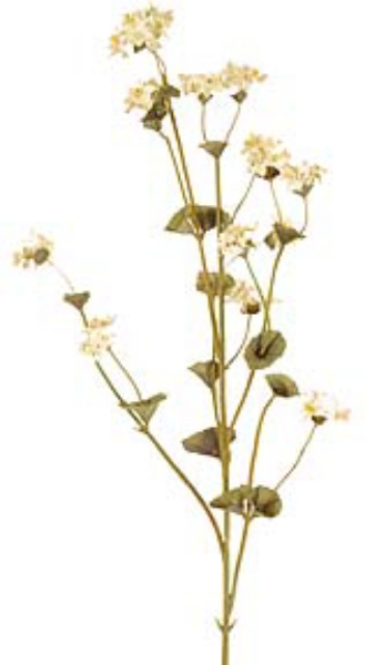 Picture of DRIED THORN WAX SPRAY X 6