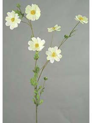 Picture of CALLIOPSIS SPRAY 5F, 3B
